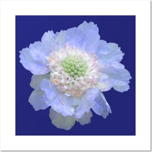 blue flower, flowers, blooms, petal, nature Posters and Art